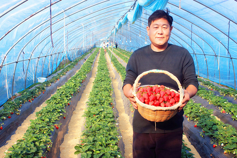 2025��ɽ�|��ݮ�a(ch��n)�I(y��)���(hu��)�A�M���_(k��i)�����f���R�ϲ�ݮ�@��ժ�ý�(ji��ng)